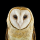 Illustration for article titled Take A Moment To Marvel At These Unusually Intimate Owl Portraits